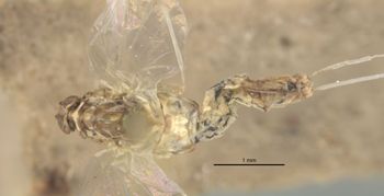 Media type: image;   Entomology 11215 Aspect: habitus dorsal view